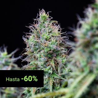 Regular Seeds