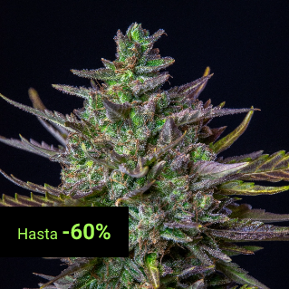 USA Premium Seeds