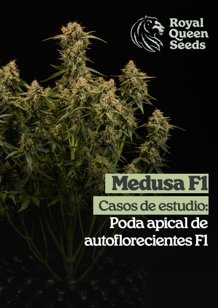 Medusa_f1_es