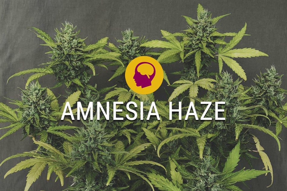 Amnesia Haze Feminizada