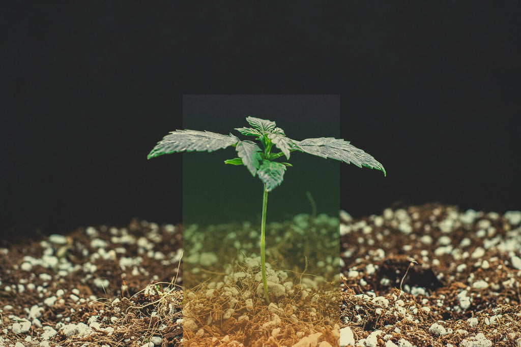 Germinación del cannabis - Guía de solución de problemas