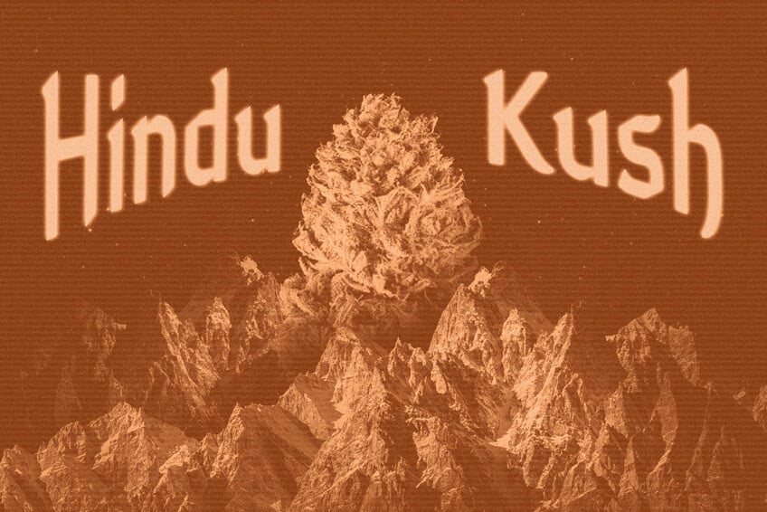 Orígenes y legado del cannabis Hindu Kush
