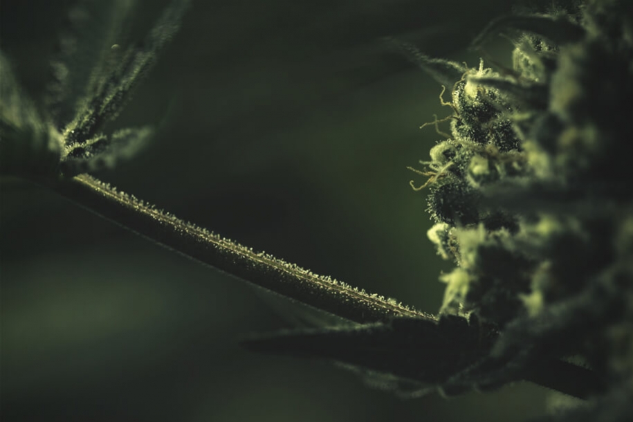 La gran importancia del azúcar en el cultivo de cannabis