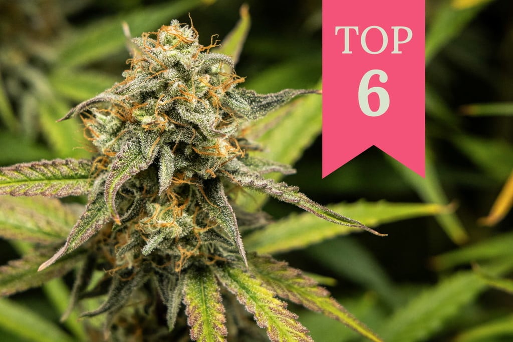 Las 6 mejores variedades de marihuana contra el aburrimiento