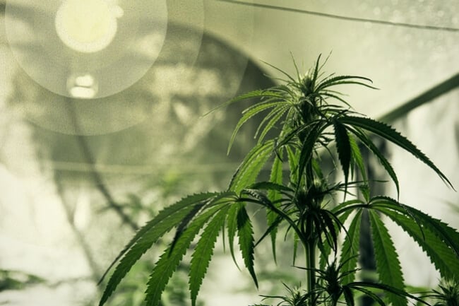 Las mejores luces para cultivar marihuana para principiantes