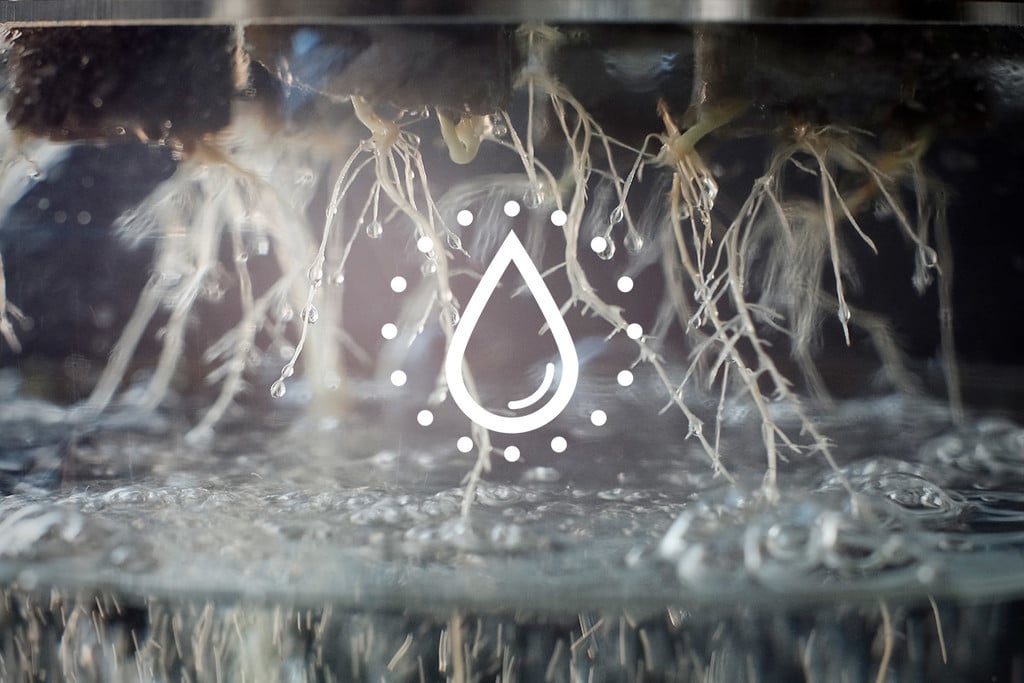 Cómo limpiar y reutilizar el agua de tu sistema hidropónico