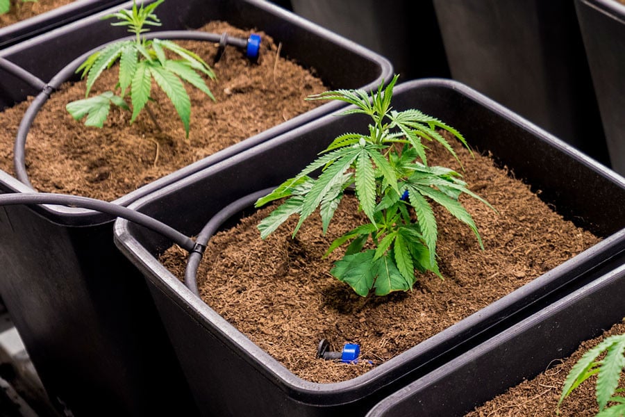 La fertirrigación aporta precisión al aplicar nutrientes al cannabis