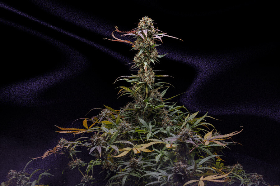 Cómo preservar el aroma de los cogollos de marihuana