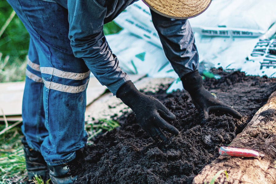 Todo sobre el cultivo de marihuana sin labranza y sin excavación