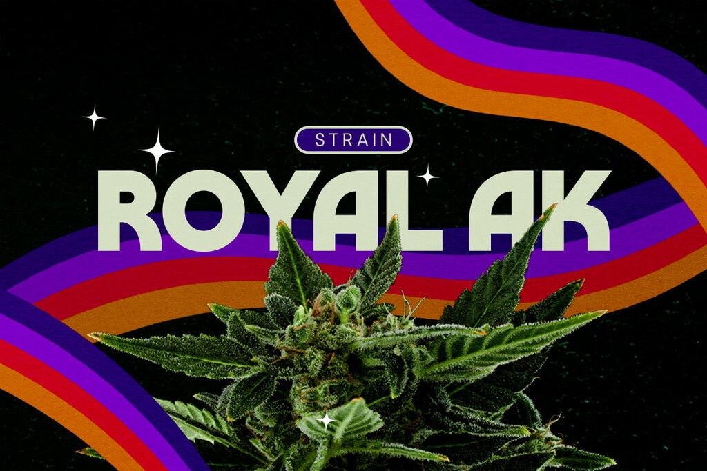 Análisis de la variedad Royal AK