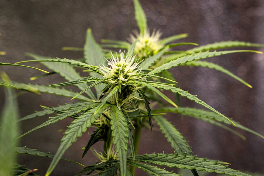 Cuándo hacer el cambio de la fase vegetativa a la floración