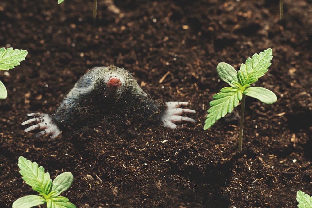 Cómo lidiar con los topos y tuzas en tu cultivo de marihuana