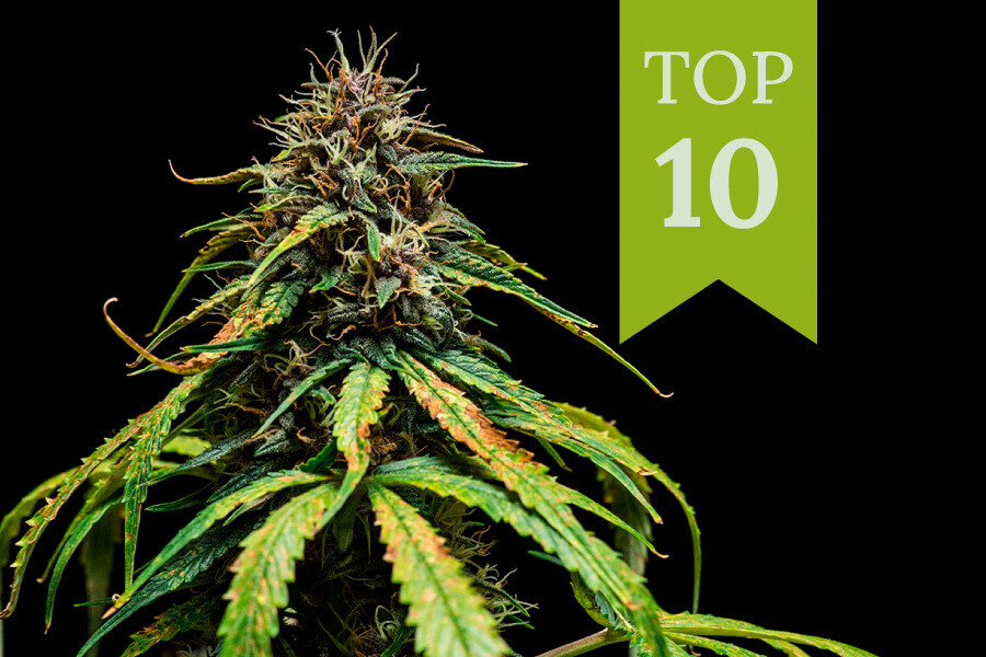 Las 10 variedades de marihuana más sabrosas