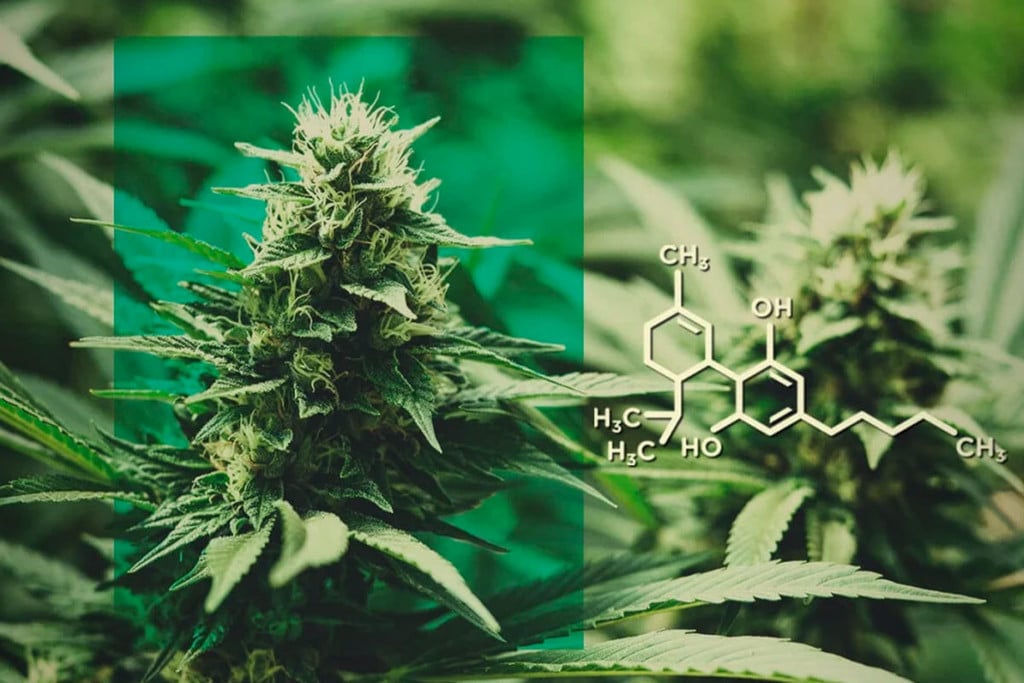 Flores de CBD: una dosis de CBD, sin THC