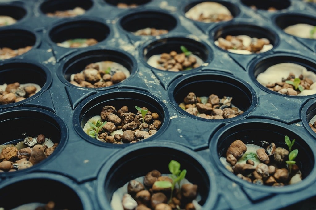 ¿Es posible cultivar marihuana ecológica en hidroponía?