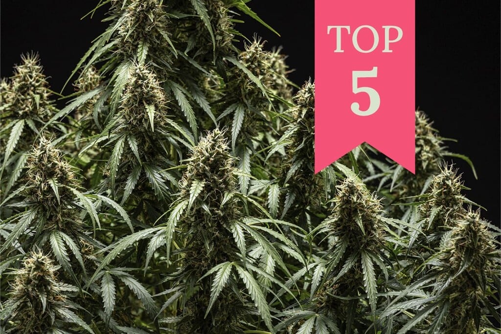 Top 5 de variedades de cannabis para fomentar la concentración y la creatividad