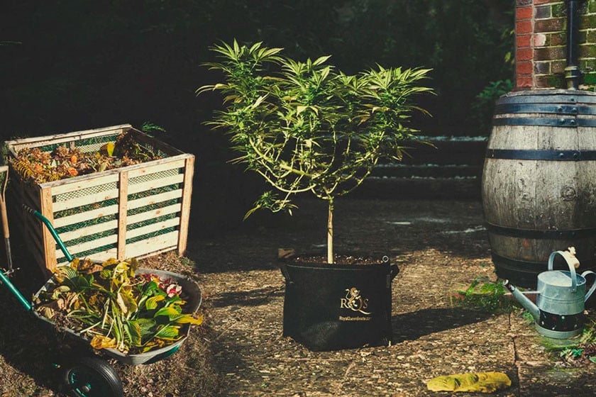 Cultivar cannabis con prácticas sostenibles