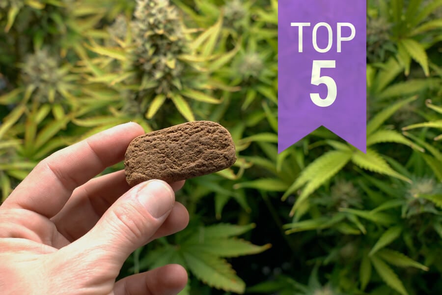 Las 5 mejores variedades de cannabis para hacer hachís