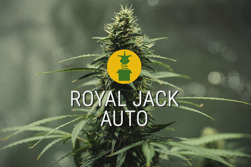 Royal Jack Automatic: una sativa mítica convertida en auto