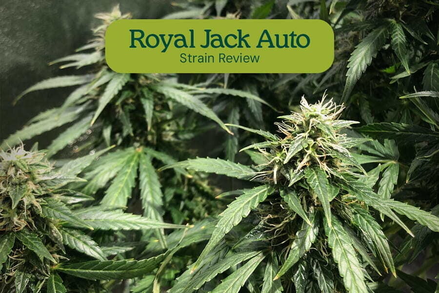 Royal Jack Automatic: una sativa mítica convertida en auto