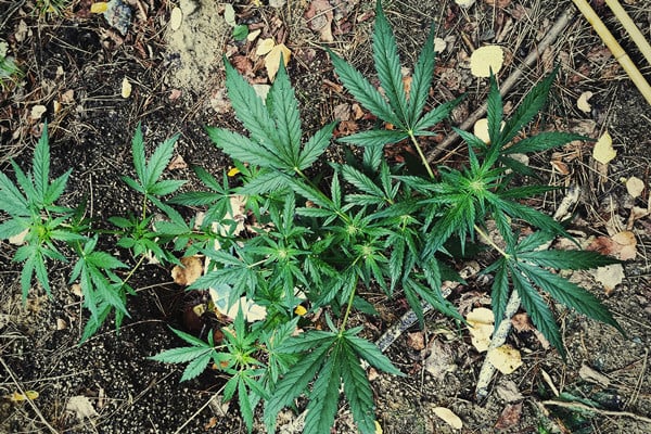 Todo lo que hay que saber sobre el cultivo de cannabis de guerrilla