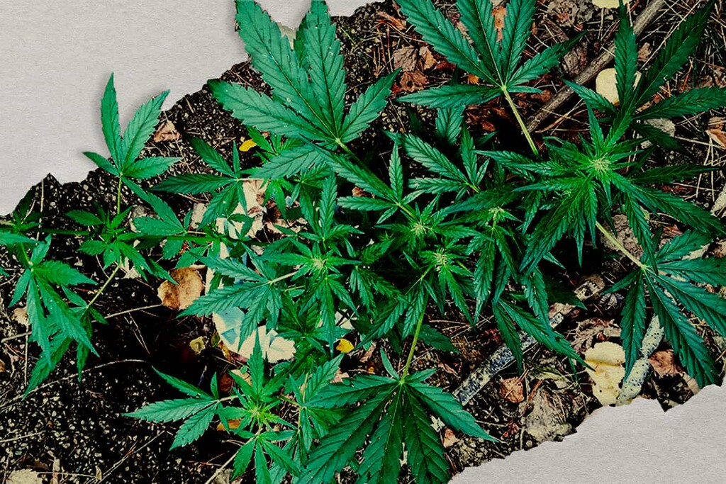 Cultivo de cannabis de guerrilla: cómo cultivar marihuana al aire libre sin ser visto