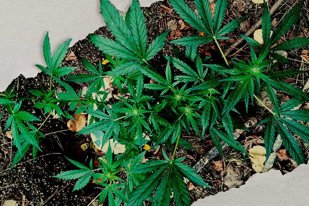 Cultivo de cannabis de guerrilla: cómo cultivar marihuana al aire libre sin ser visto