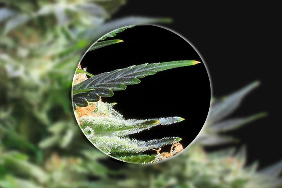 Los microscopios te ofrecen una mejor visión de las plantas de cannabis