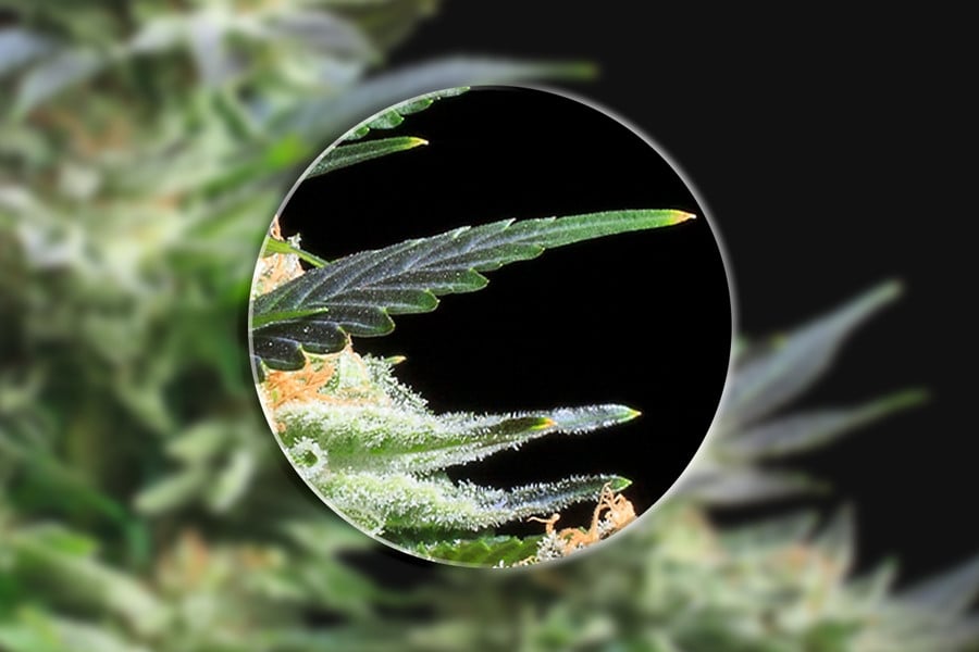 Por qué deberías usar un microscopio para cultivar marihuana