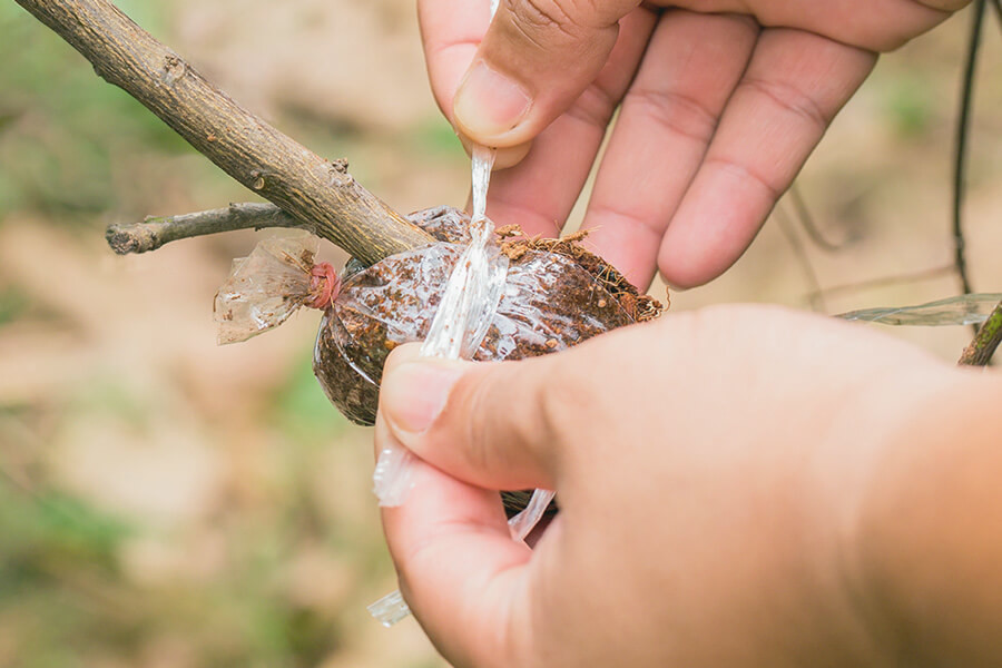 Aprende a hacer acodos aéreos en la marihuana en 7 simples pasos