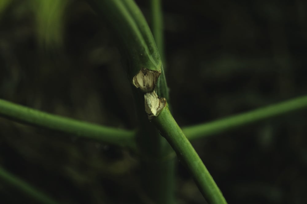 Cómo reparar los tallos de cannabis rotos o doblados