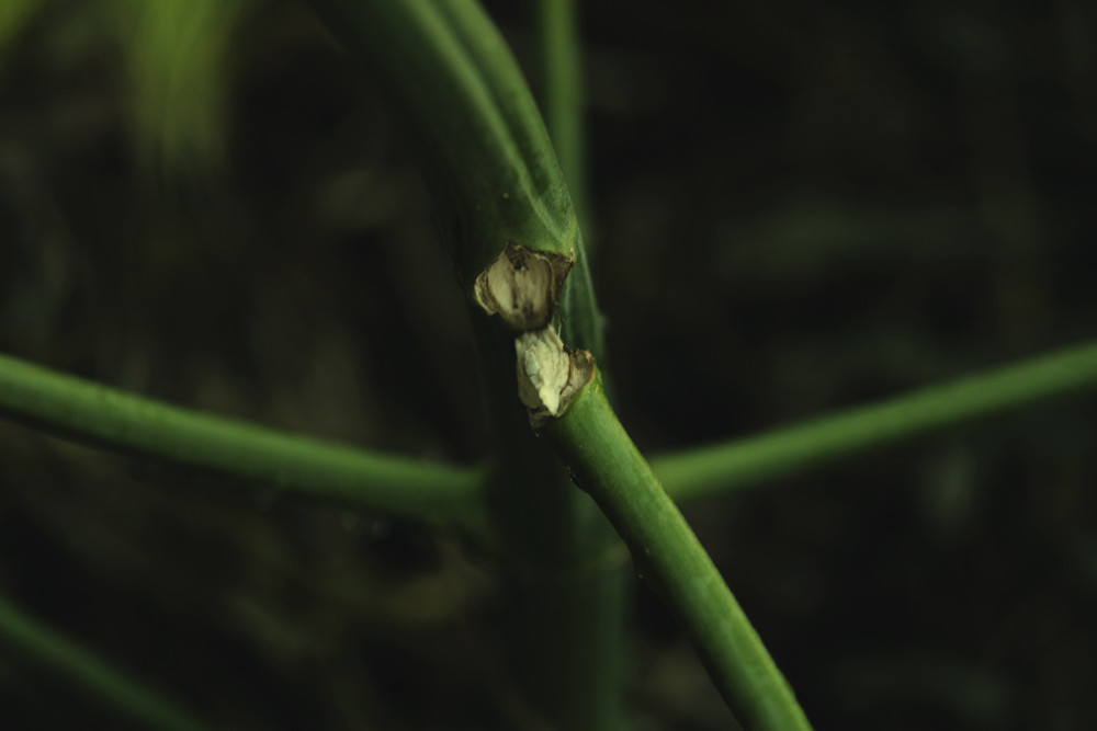 Cómo reparar los tallos de cannabis rotos o doblados
