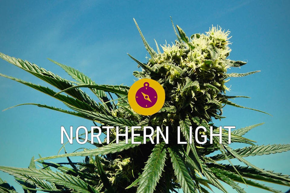 Northern Lights: un clásico de la hierba y una verdadera leyenda índica