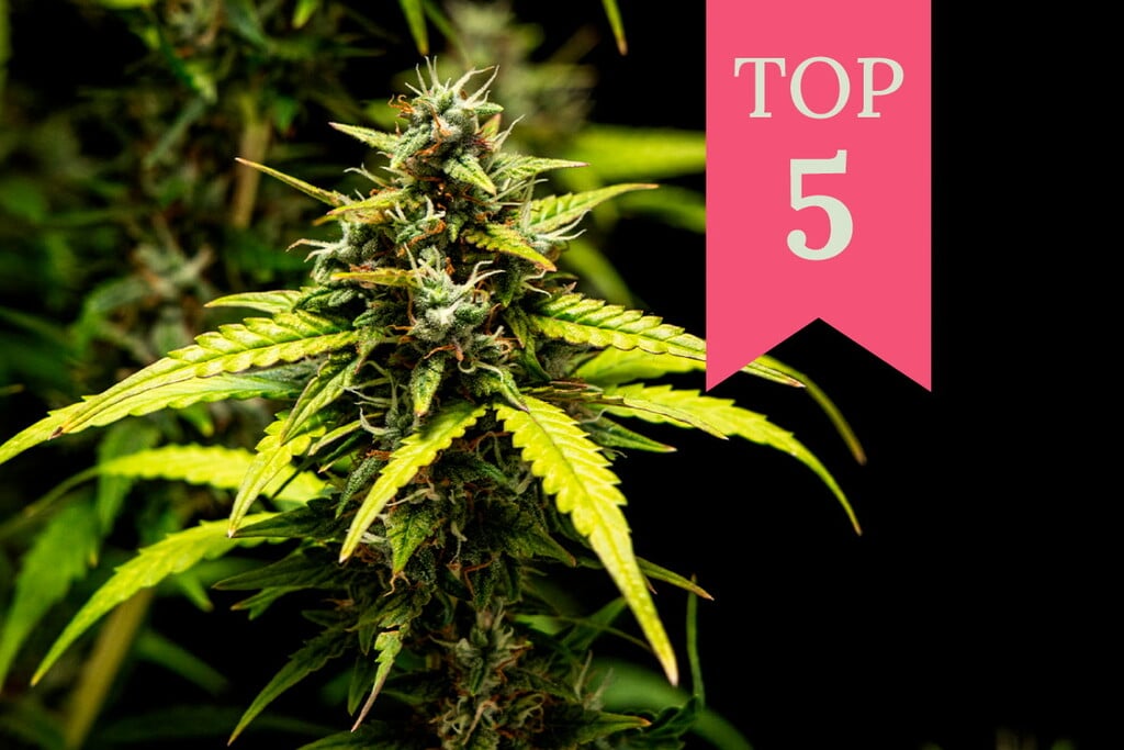 Top 5 de variedades de marihuana para vivir a tope de energía