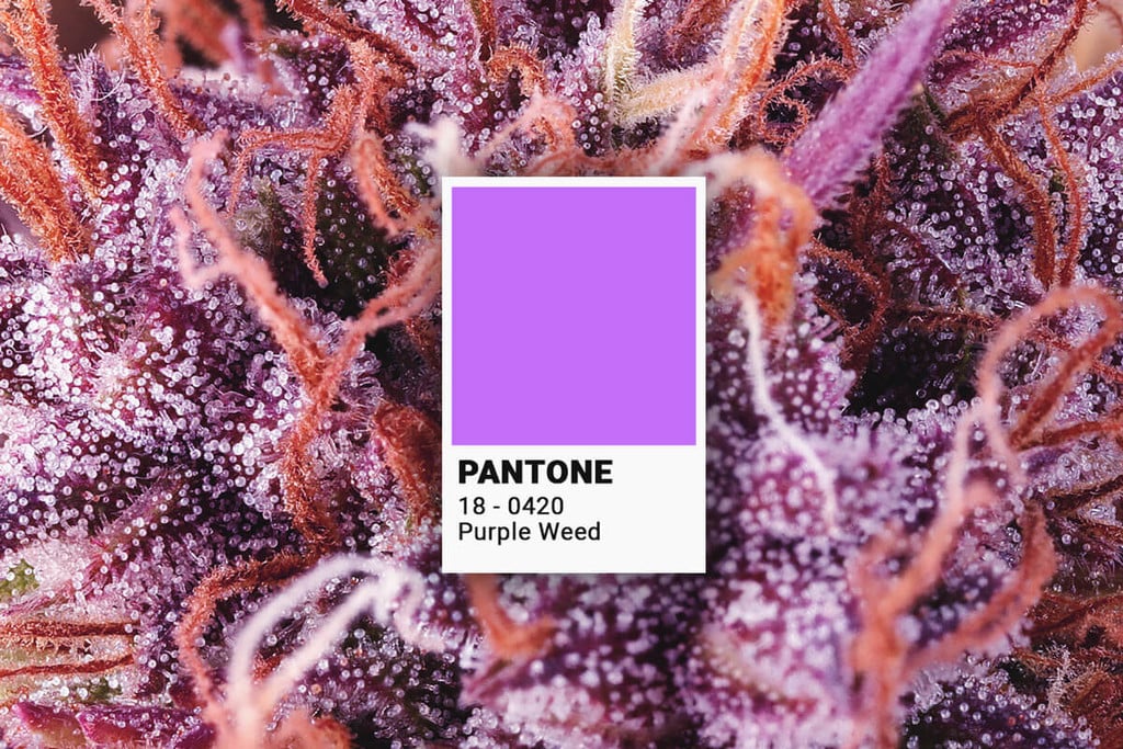 Cómo cultivar cannabis violeta