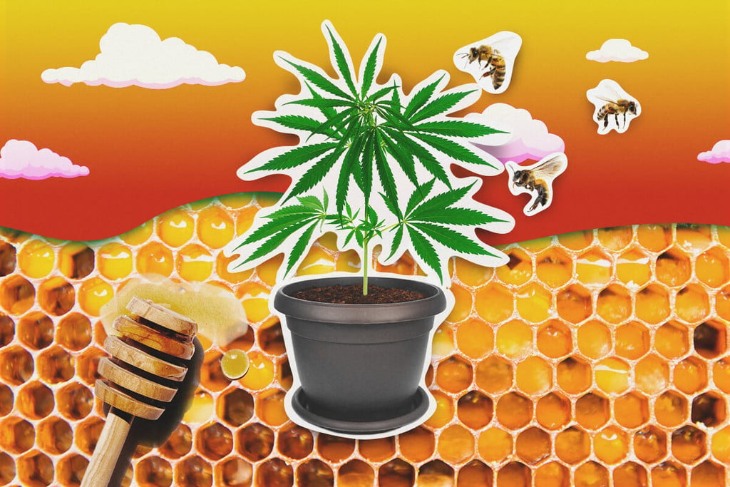 Cómo usar miel en el cultivo de marihuana