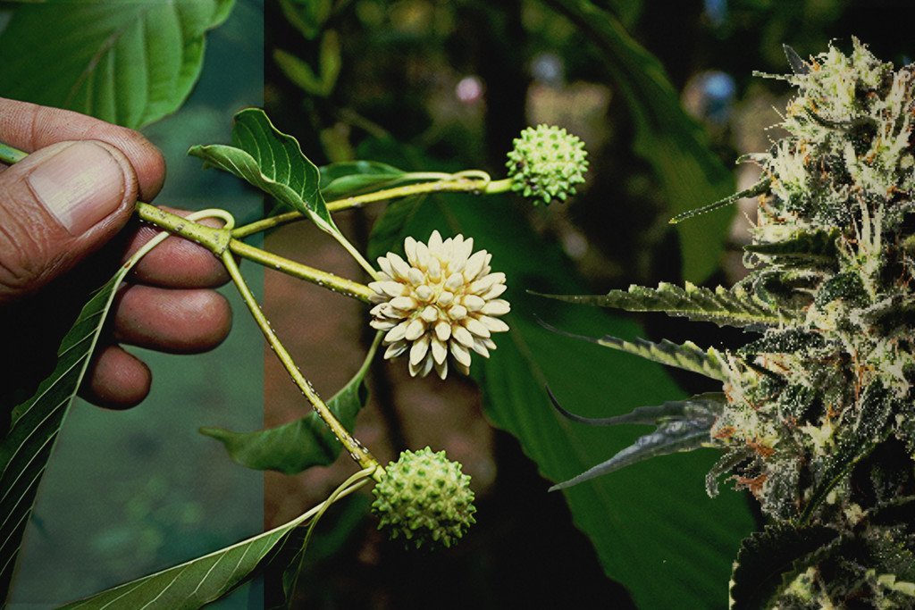 Kratom vs CBD: descubre las diferencias