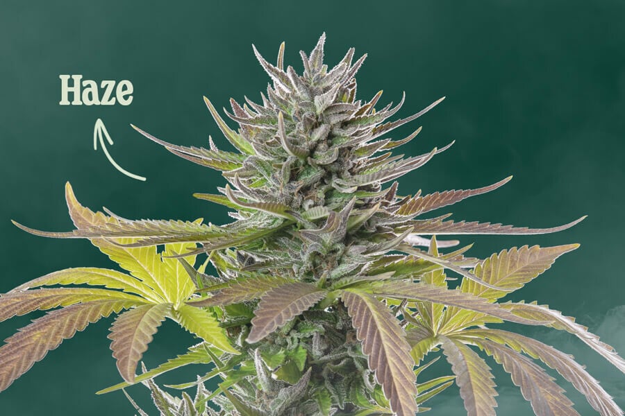 ¿Qué es la marihuana Haze?