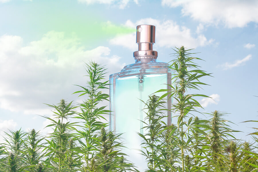 Perfume de marihuana: Un producto con una fragancia especial
