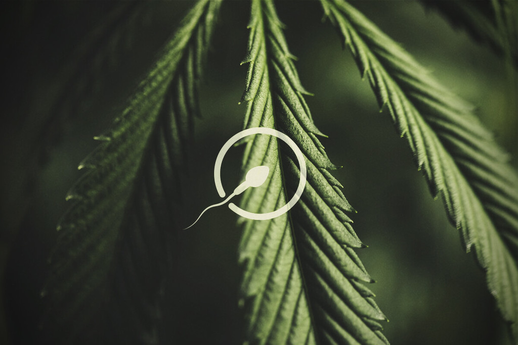 Marihuana y fertilidad: todo lo que hay que saber