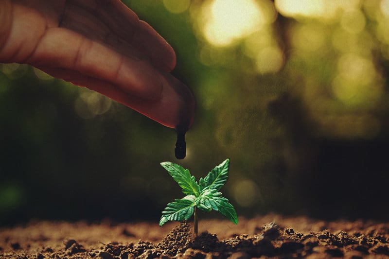 Melaza: un suplemento ideal para las plantas de marihuana