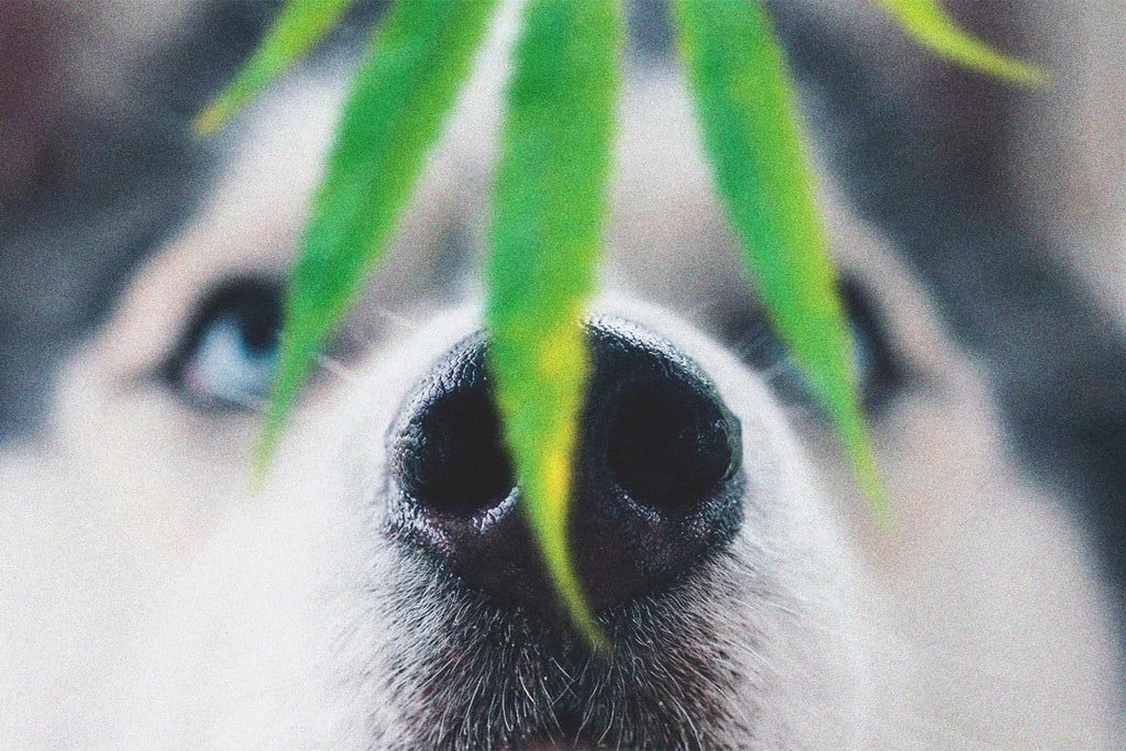 Mascotas y toxicidad del cannabis: qué hacer si tu perro se come tu hierba