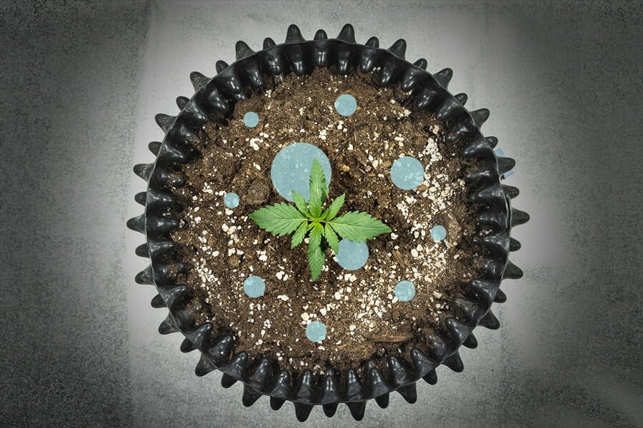 Bacterias ácido-lácticas: Un probiótico para las plantas de marihuana