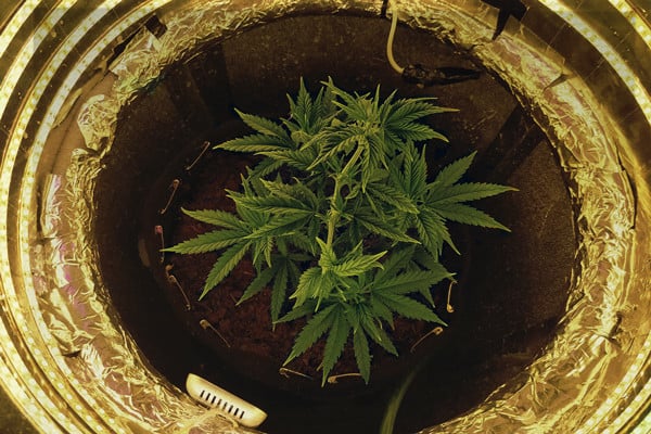 Guía para cultivar cannabis en un Space Bucket