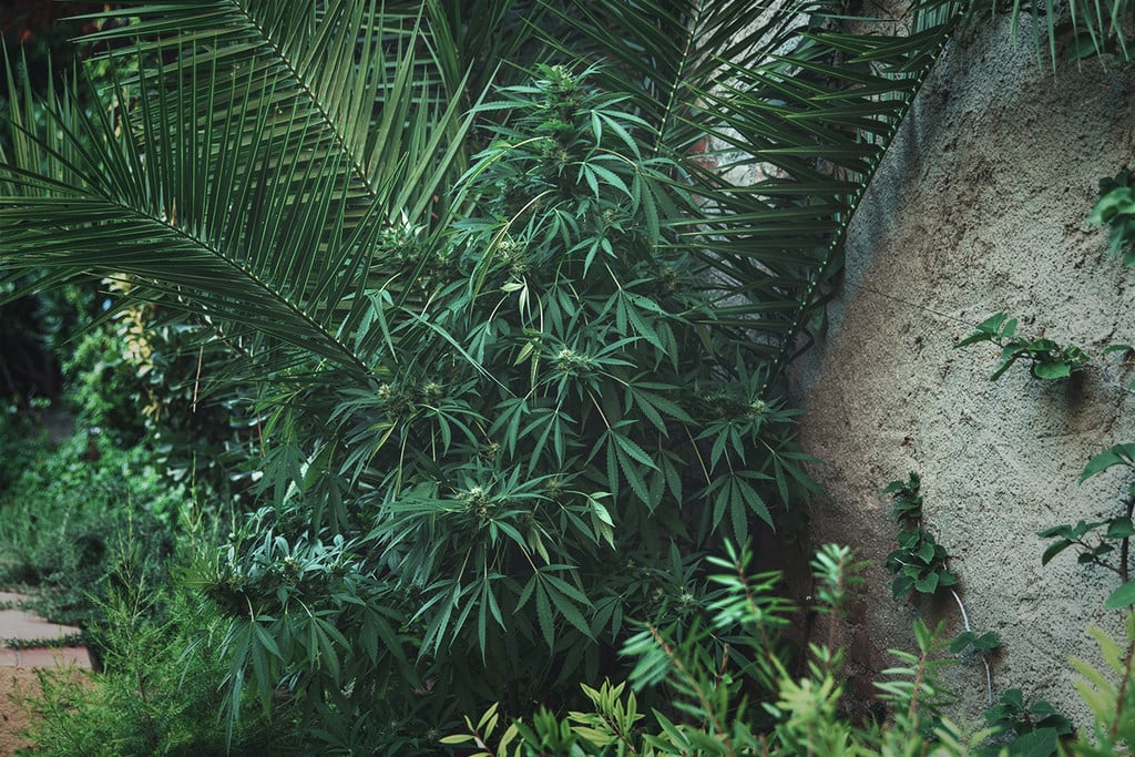 Cómo ocultar tus plantas de marihuana al aire libre