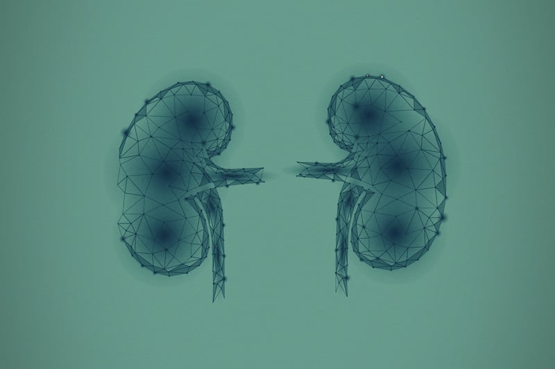 La ciencia de los cannabinoides y las enfermedades renales