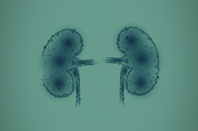 La ciencia de los cannabinoides y las enfermedades renales