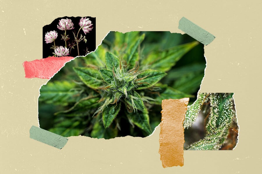 Cómo añadir sabor a la marihuana antes, durante y después de la cosecha
