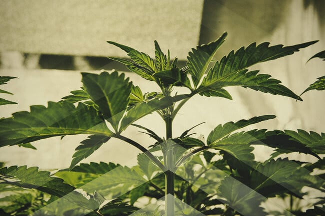Cultivar cannabis lo más rápido posible: lo que debes saber