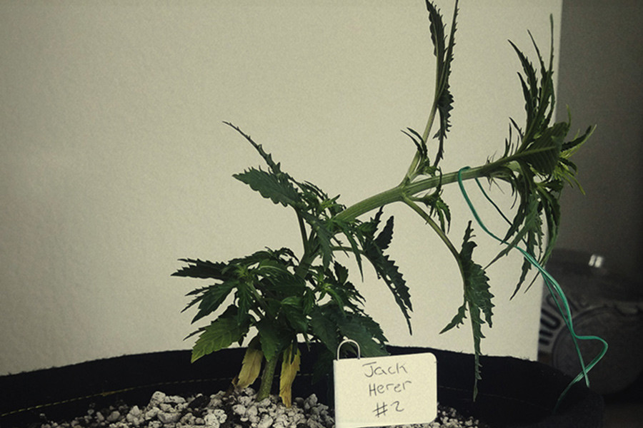11 errores a evitar durante el entrenamiento del cannabis